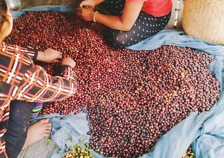 ミャンマーのコーヒー生産