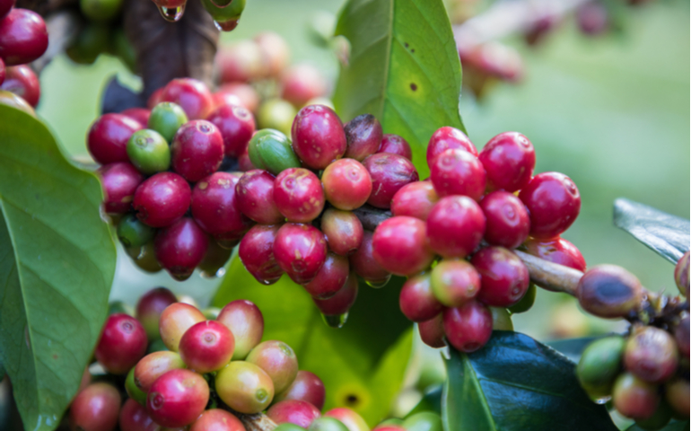 ミャンマーコーヒーの産地とは？栽培に最適な環境