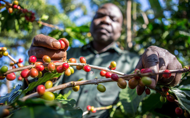 フェアトレードでウガンダのコーヒー農家を支援
